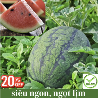 Dưa hấu Chuẩn Miền nam siêu ngọt - Dưa già, Cùi mỏng, thịt thơm