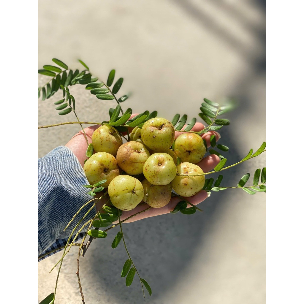 Quả mắc kham (me rừng)