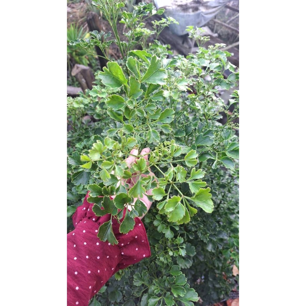 1kg Cây Đinh Lăng ( đinh lăng lá Tròn, đinh lăng đồng t.iề.n,..)