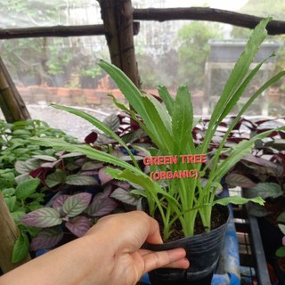 Cây giống ngò gai(mùi tây)