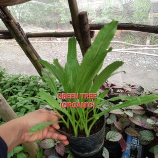 Cây giống ngò gai(mùi tây)