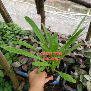 Cây giống ngò gai(mùi tây)