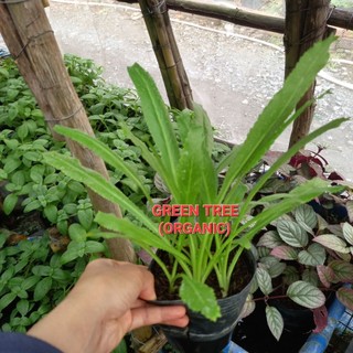 Cây giống ngò gai(mùi tây)