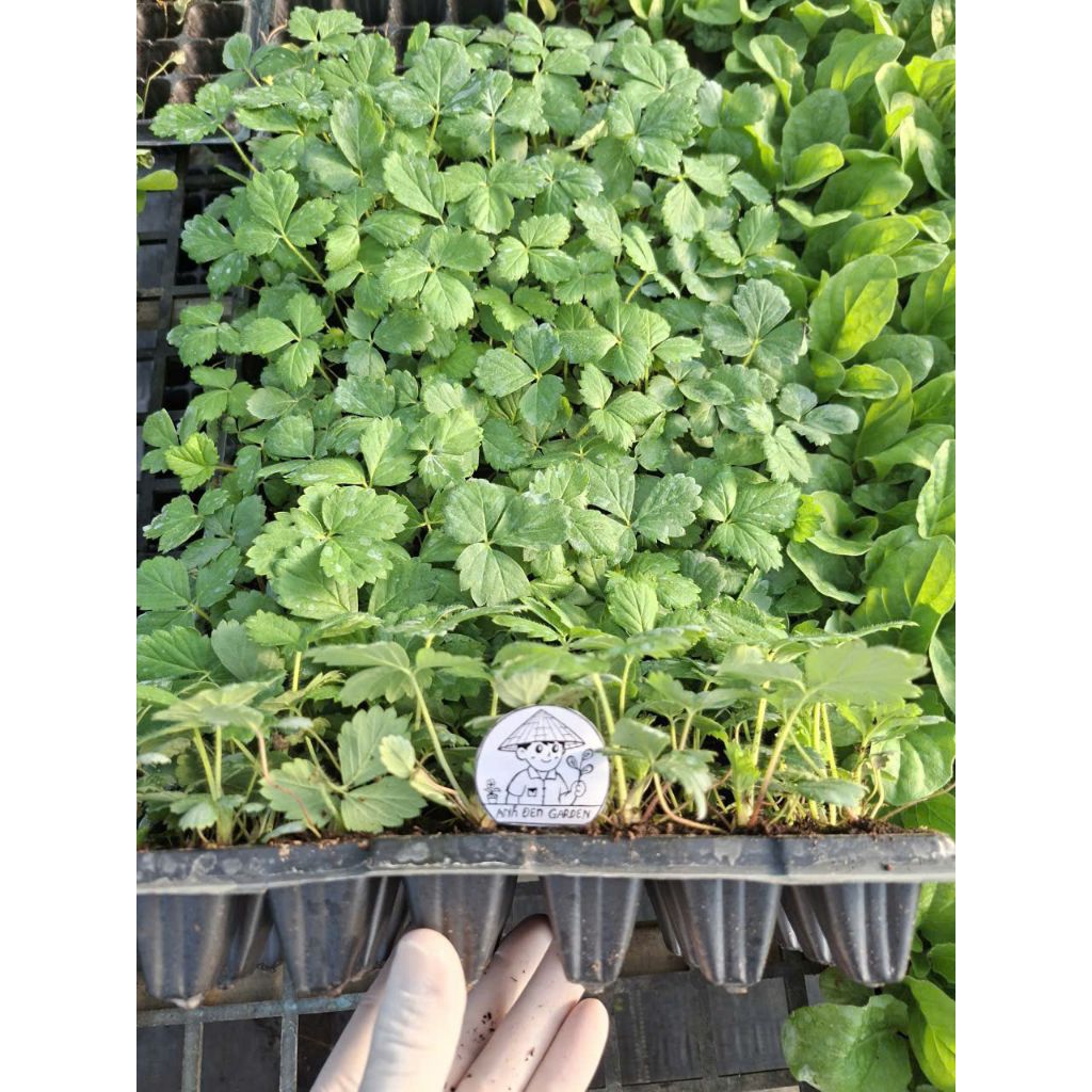 combo 5 giống dâu tây cấy mô ( c.â.y vỉ )
