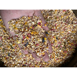 COMBO 5kg Ngũ Cốc Gà Đá