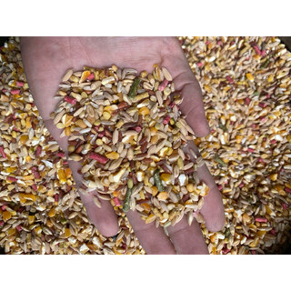 COMBO 5kg Ngũ Cốc Gà Đá