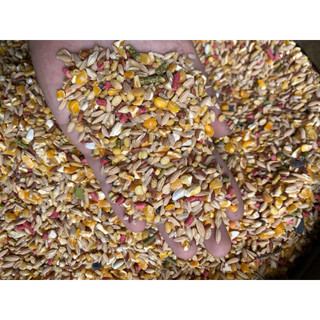 COMBO 5kg Ngũ Cốc Gà Đá
