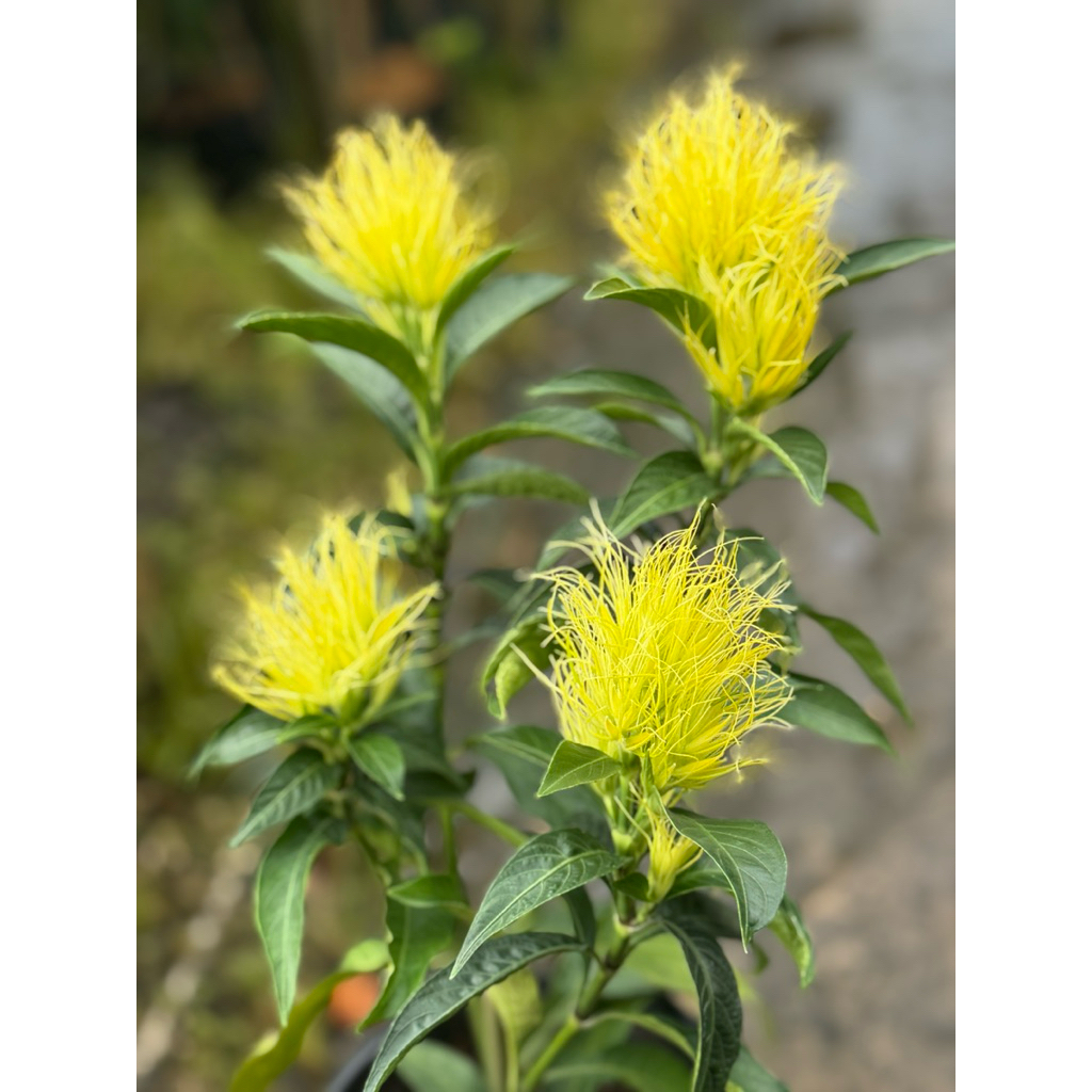 Chậu hoa Râu bắp ( golden plume) nguyên chậu, trang trí vườn