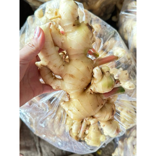 Gừng non - giá rẻ - phù hợp cho gia đình nấu ăn, quán làm nguyên liệu