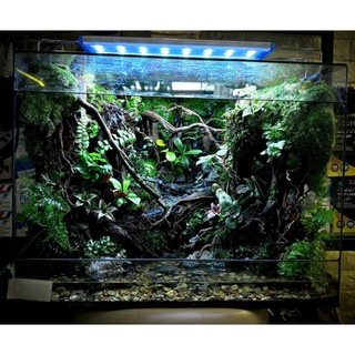 lũa rễ rừng set bán cạn, tiểu cảnh, lũa rễ set terrarium, lũa sợi nhỏ mềm dẻo
