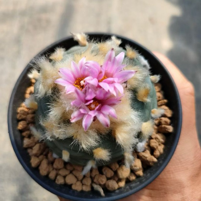 Xương rồng Lopho (hàng hạt)