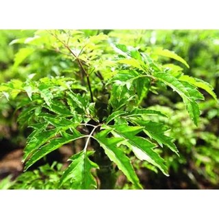 500G LÁ ĐINH LĂNG TƯƠI LUÔN CÀNH ( chỉ giao miền bắc )