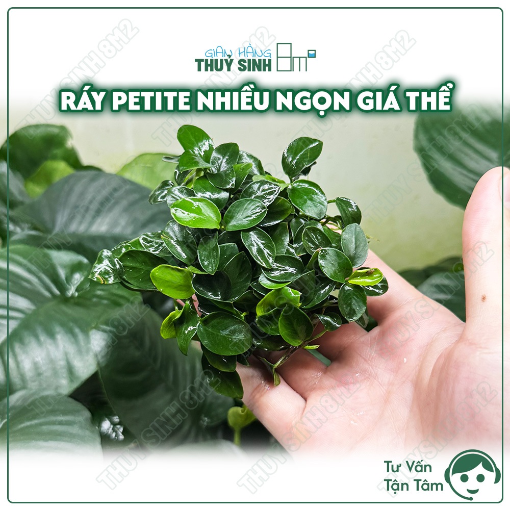 Ráy Nana Petite Nhiều Ngọn Sẵn Giá Thể | Ráy Thuỷ Sinh KHÔNG CO2 | 8m2