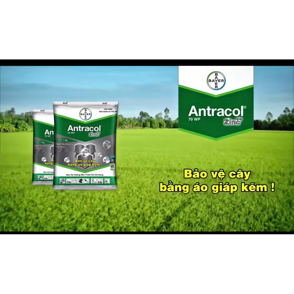 Antracol 70WP 100g - Bảo Vệ Cây Bằng Áo Giáp Kẽm.