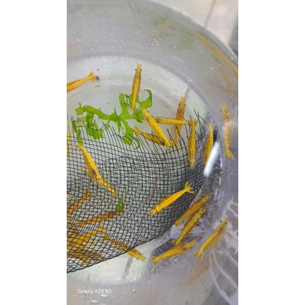 AQUARIUM-1( KHÁNG SINH CHỐNG TÈO LAI RAI CHO TÉP, CÁ NHỎ)