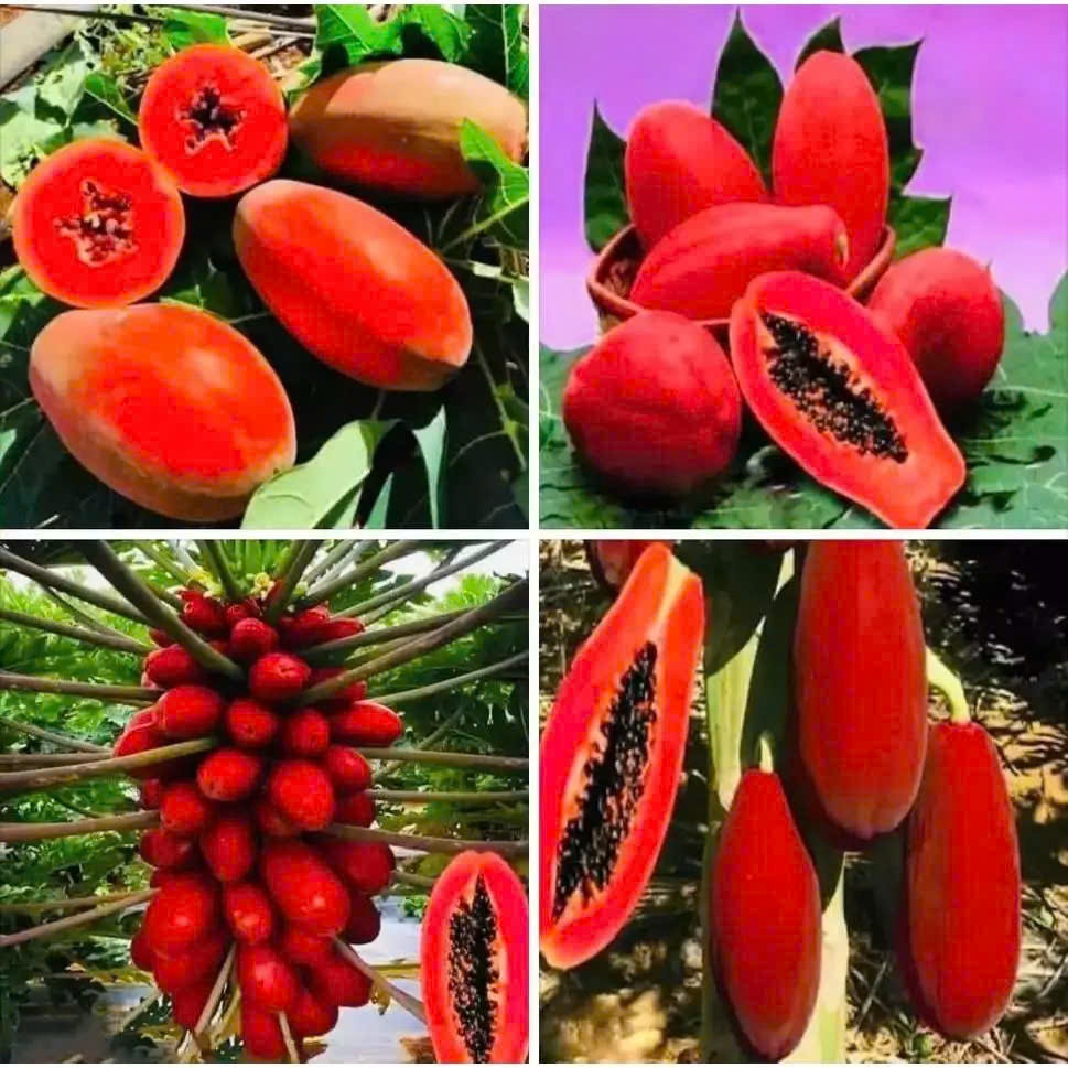 50 Hạt giống đu đủ vỏ đỏ ruột đỏ lùn siêu trái KVT