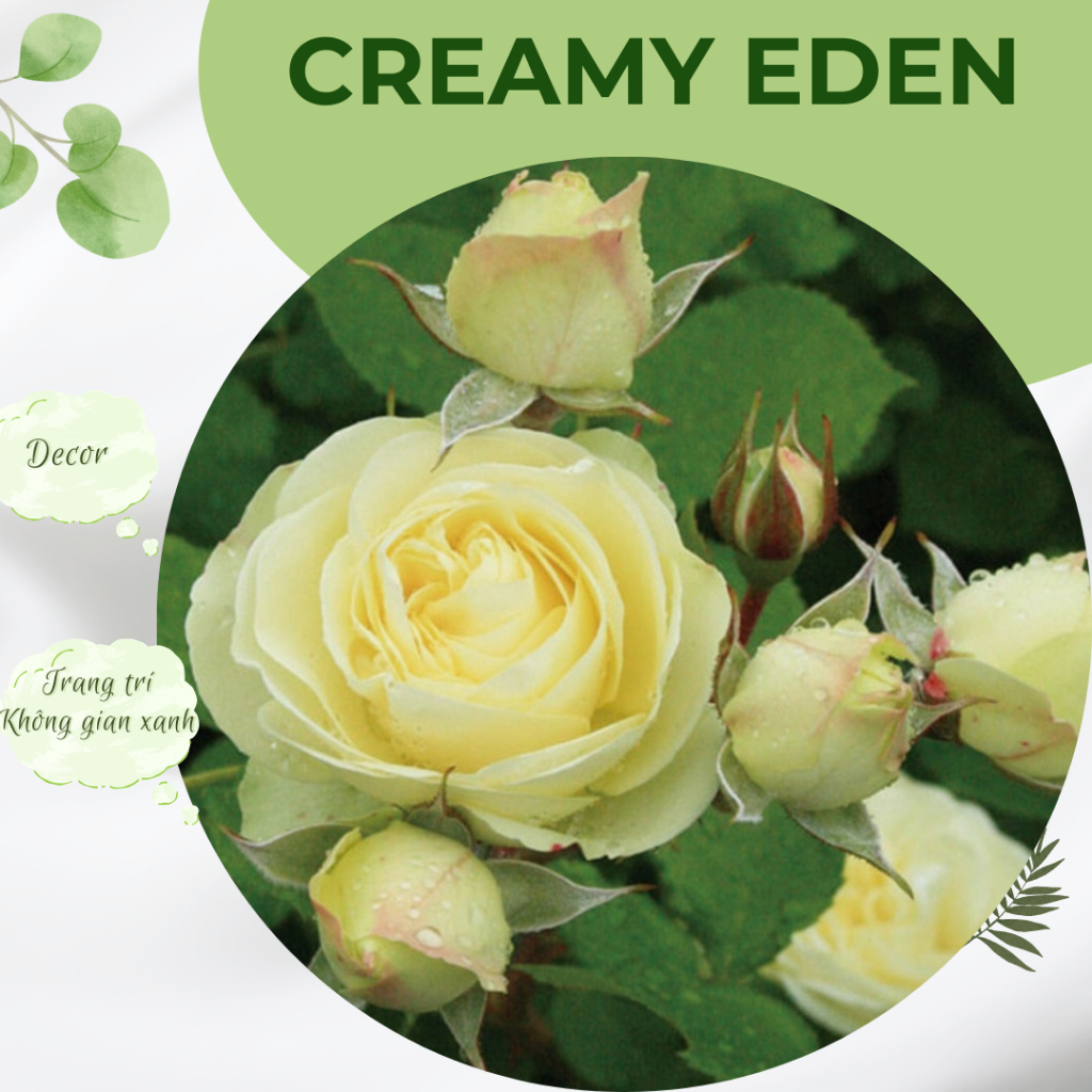 Chậu Cây Hồng Ngoại Creamy Eden Nguyên Bản – Trang Trí Ban Công & Decor Sân Vườn | Nguyễn Lộc Garden