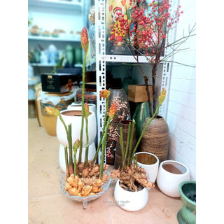 GỪNG HOA GIỐNG- CỦ GIỐNG