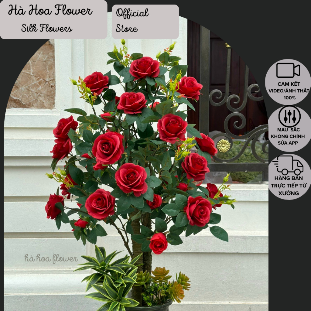 Cây hoa hồng trà Ohara Hà Hoa Flower cao 1m1 thân phủ rêu ( không kèm chậu)