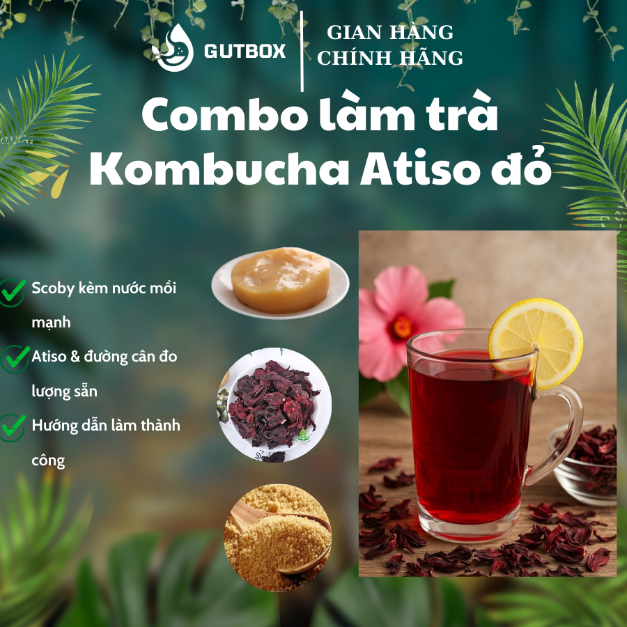 Combo làm trà Kombucha Atiso đỏ kèm hướng dẫn làm (không chứa caffein)