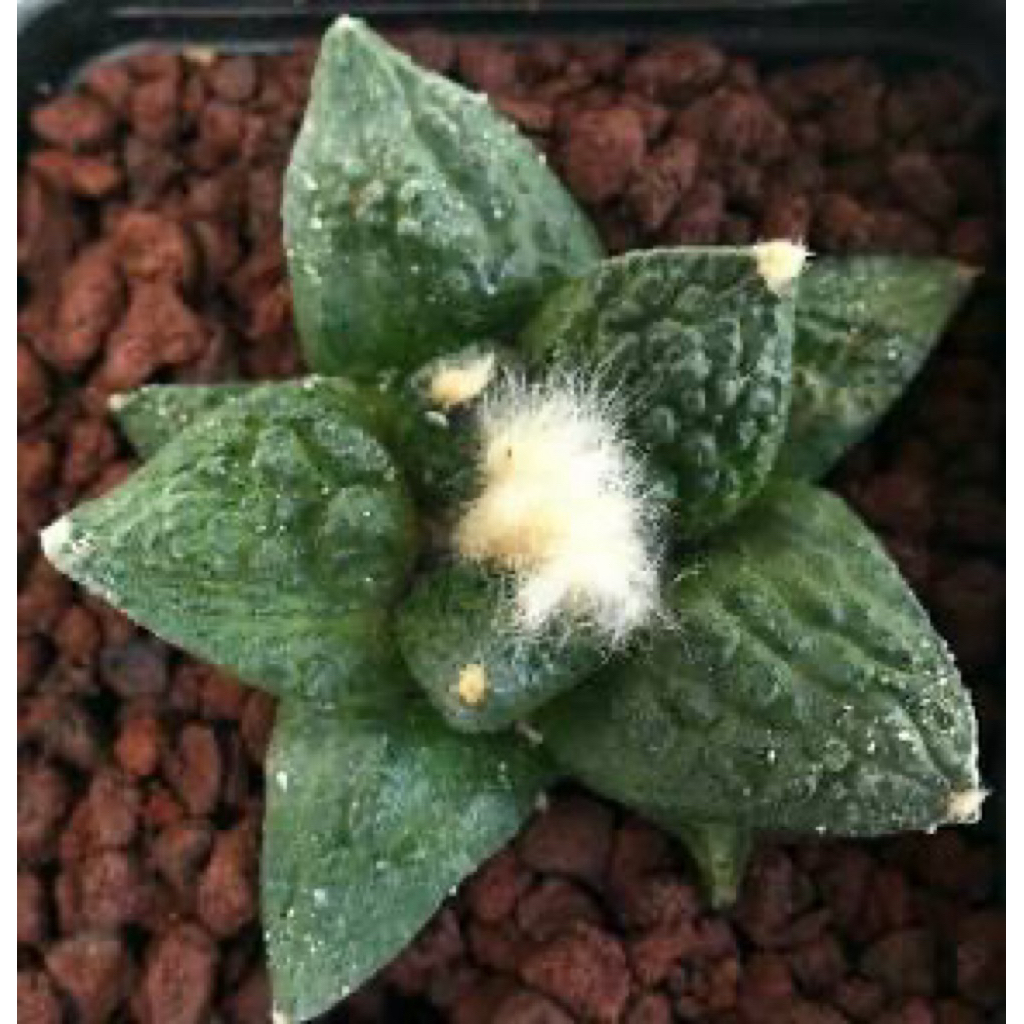 Xương rồng Ariocarpus Gozilla cây có sẵn ( cập nhật 24/12/2025)