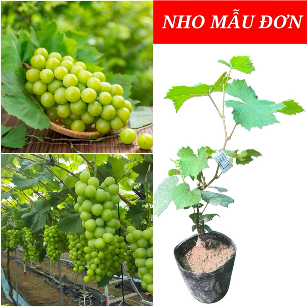 CHẬU CÂY NHO MẪU ĐƠN - NHO SỮA KHÔNG HẠT