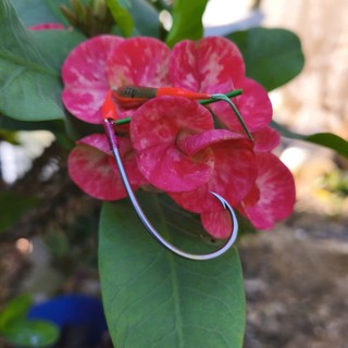 Lưỡi câu cá lóc - lưỡi Ó lai