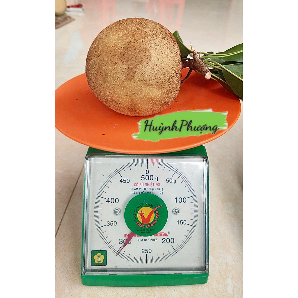 Hồng xiêm mexico (Sapo mexico)