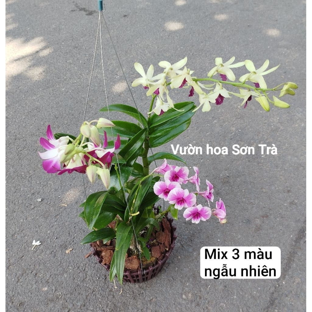(VHST giao trong ngày) Cây LAN DENDRO mix màu, SẴN PHÂN BÓN.