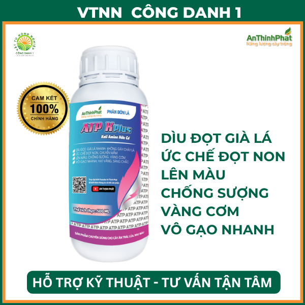 ATP KPLUS  của An Thịnh Phát chai 500ml vô gạo nhanh, no hạt, to hạt, chắc cậy