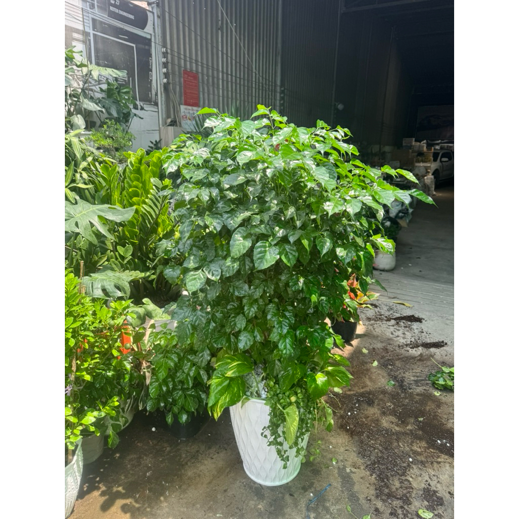 Chậu hạnh phúc C12 vào chậu nhựa ( giao hoả tốc)