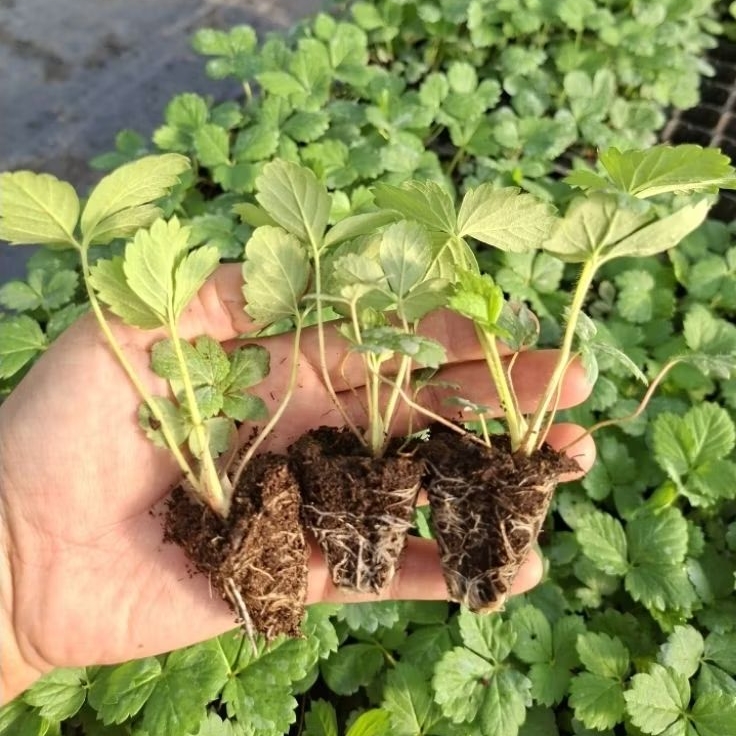 5-10 giống dâu tây cấy mô