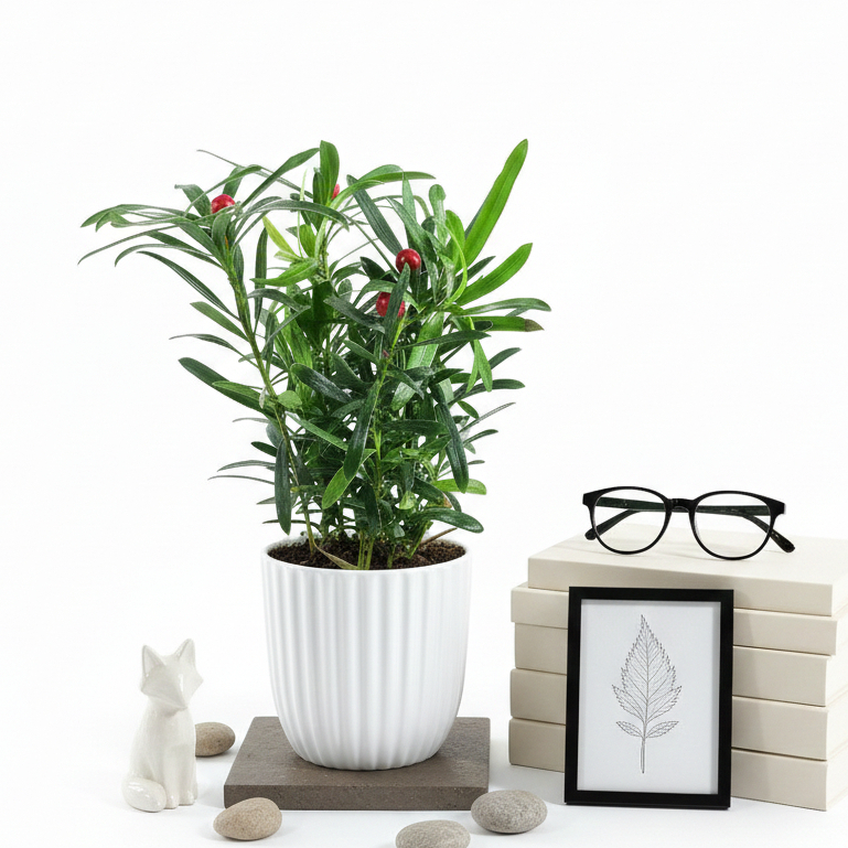 Cây tùng la hán mini, chiều cao 15cm, thích hợp trang trí nội thất bàn làm việc tủ kệ sách