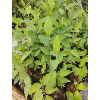Chậu cây giống bình bát cao 20-30cm