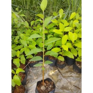 Chậu cây giống bình bát cao 20-30cm