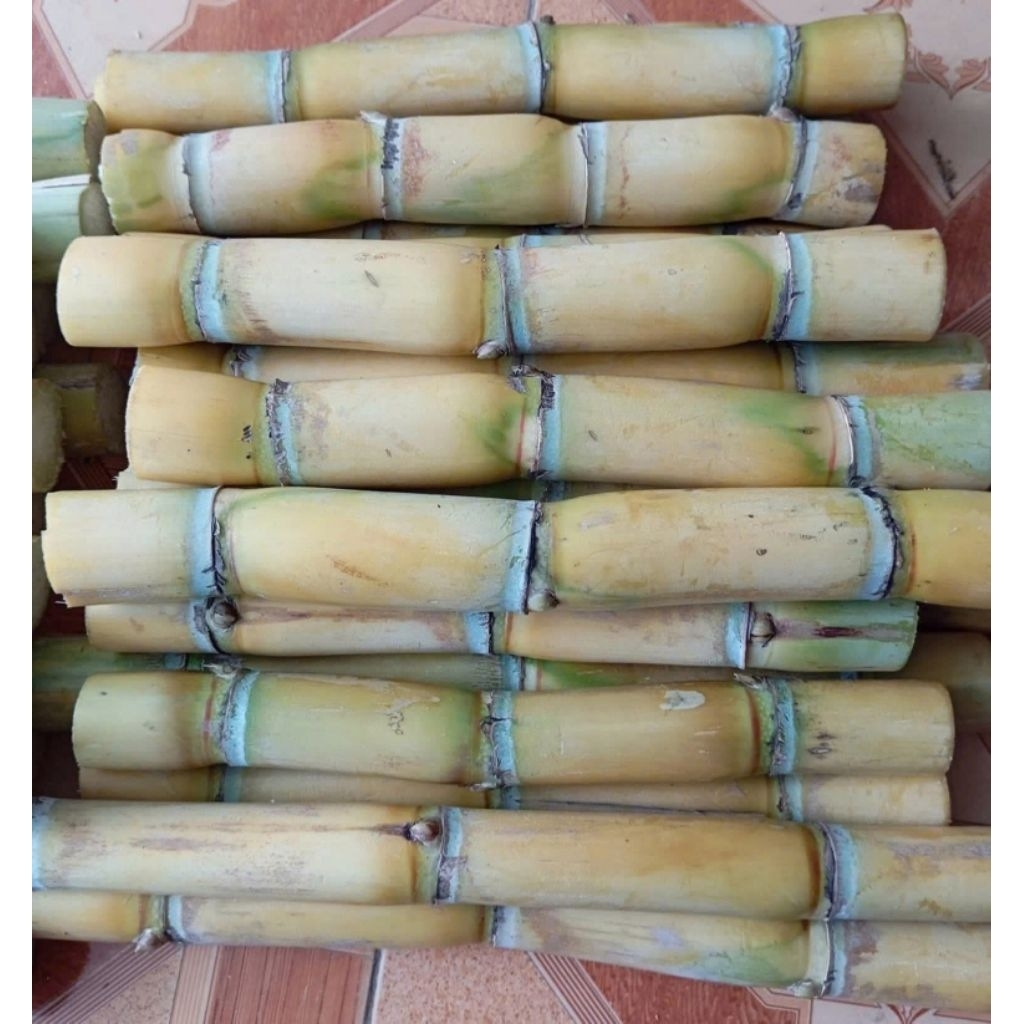 10 khúc mía đường vàng ngọt