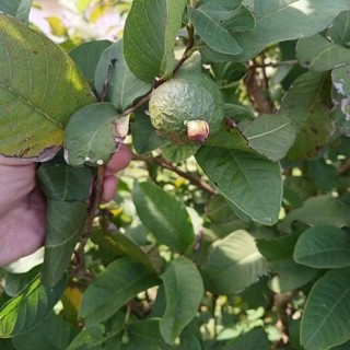 TRÁI ỔI SẺ HỖ TRỢ SUY THẬN