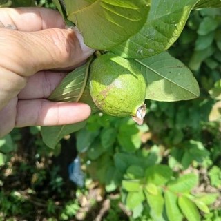TRÁI ỔI SẺ HỖ TRỢ SUY THẬN