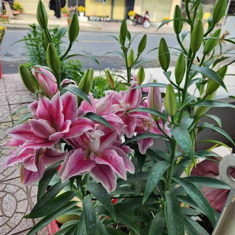 Củ Ly Kép Cao Thơm Nhập Khẩu Hà Lan - 8 - 12 Bông - Siêu Hoa - Lên Mầm 100%