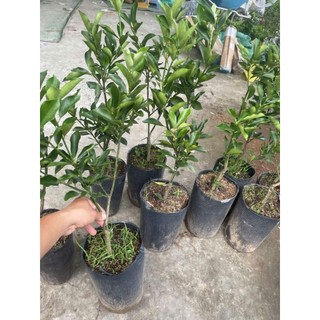 Chậu cây tắc ngọt đài loan  thế hệ 3 loại quả to hơn ngón tay cái (  cao 50-70cm )