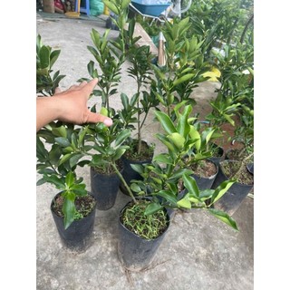 Chậu cây tắc ngọt đài loan  thế hệ 3 loại quả to hơn ngón tay cái (  cao 50-70cm )