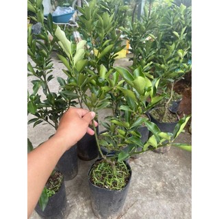 Chậu cây tắc ngọt đài loan  thế hệ 3 loại quả to hơn ngón tay cái (  cao 50-70cm )
