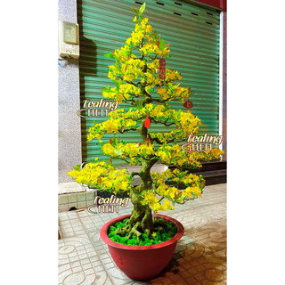  CÂY MAI GIẢ CÂY ĐÀO GIẢ DÁNG BONSAI CAO 1M65 NHỰA ĐÚC THÁO LẮP DỄ DÀNG MẪU ĐẸP NHẤT ALBUM 