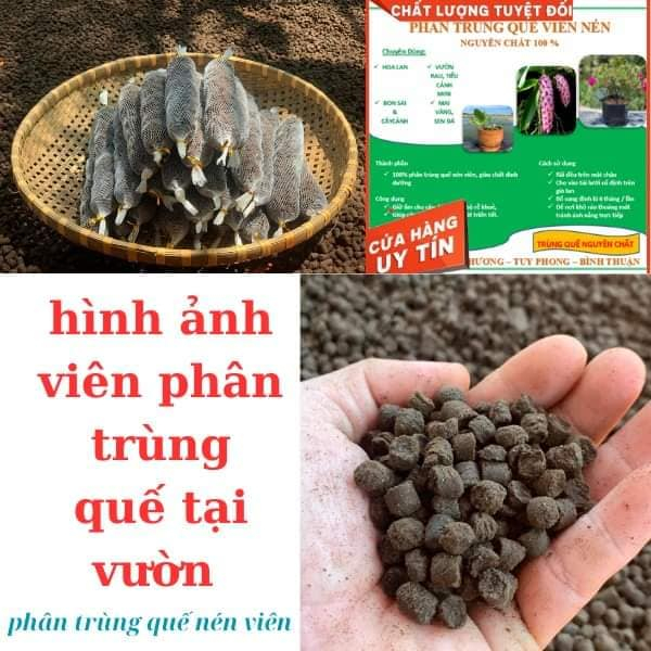 Phân trùng quế viên nén viên bón hoa lan, hoa mười giờ, cây cảnh