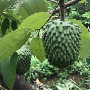 Chậu Cây Na Sầu Riêng – Trang Trí Lối Đi Sân Vườn Decor Góc Chill Nhiệt Đới – Đồng Tháp Garden Decor