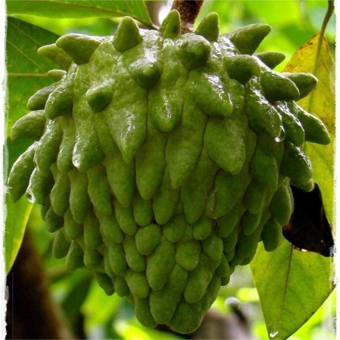 Chậu Cây Na Sầu Riêng – Điểm Nhấn Xanh Lạ Mắt Trang Trí Sân Vườn & Ban Công | Nguyễn Lộc Garden