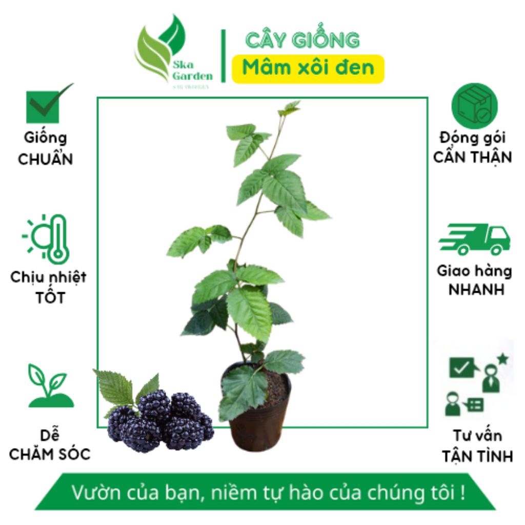 Cây giống Mâm Xôi Đen (Phúc Bồn Tử) cao 30-35 cm | Ska Garden