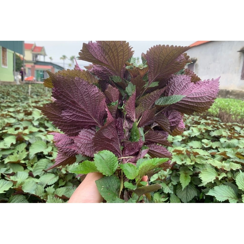 Hạt giống tía tô tím