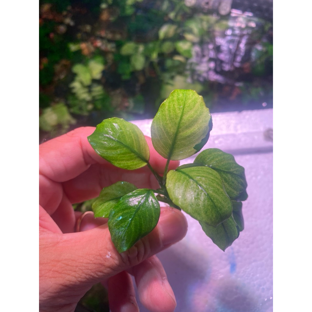 Ráy white Alba (Anubias white alba)