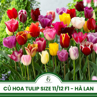  Củ hoa Tulip Hà Lan nhiều màu giống F1 Hà Lan - Size 11 12 - Hoa mini decor Tết - Kèm ngừa nấm 
